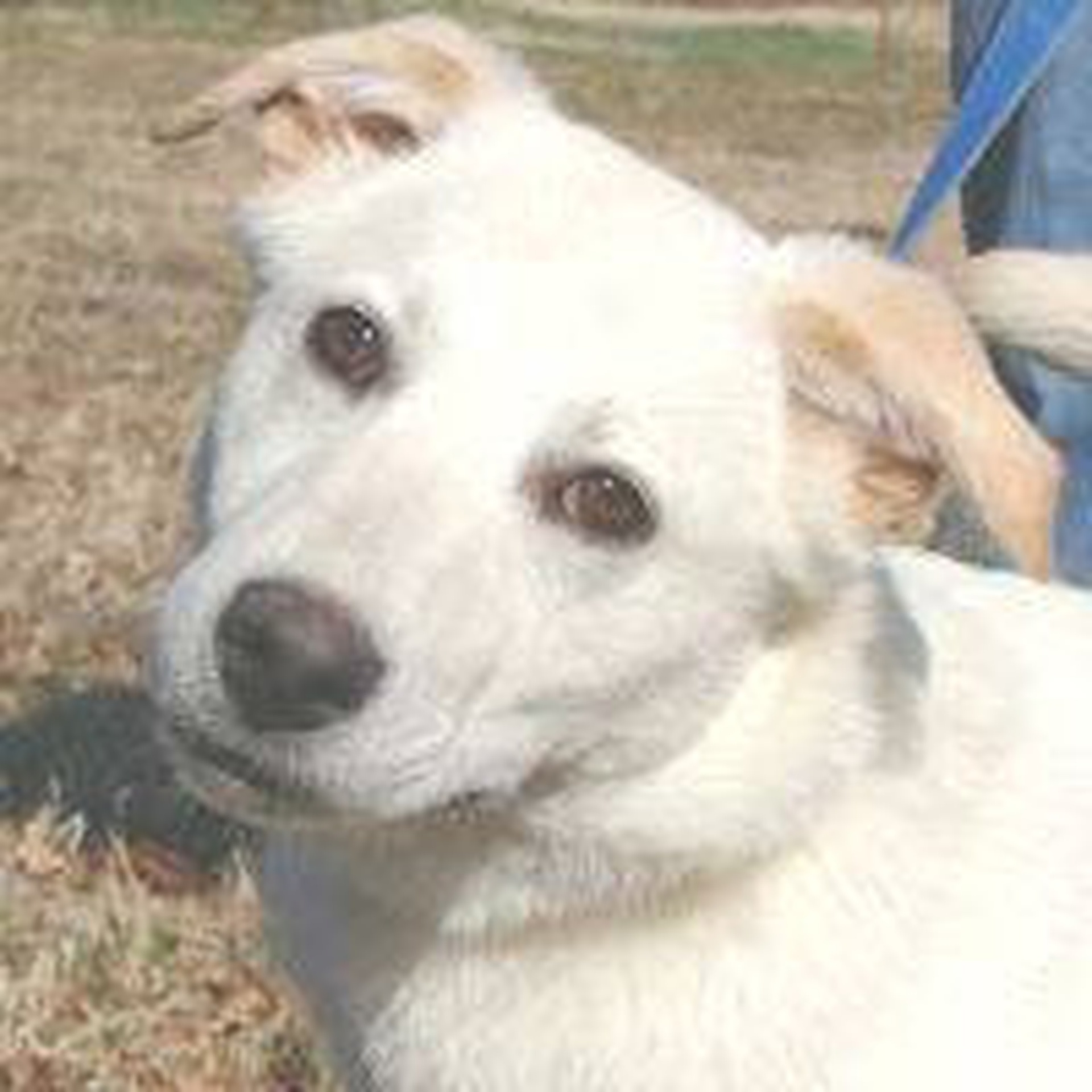 Rescue dog (official hero image)