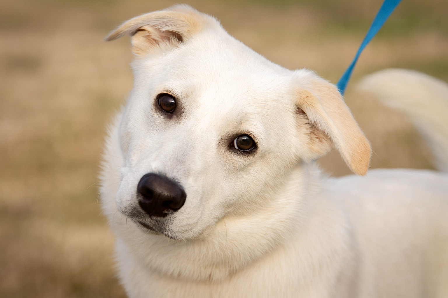 Rescue dog (official hero image)