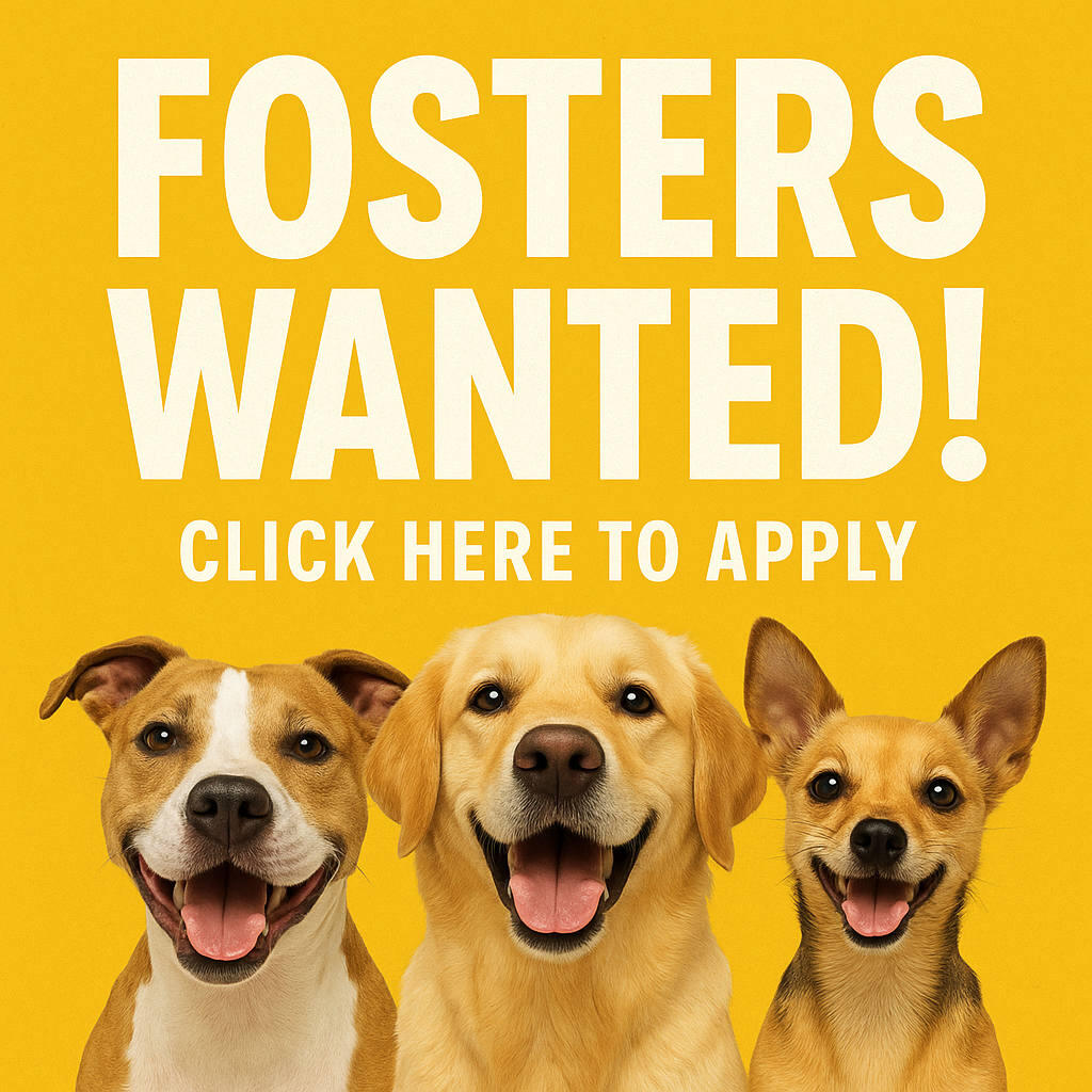 FOSTERS WANTED! Click here to apply — happy rescue dogs